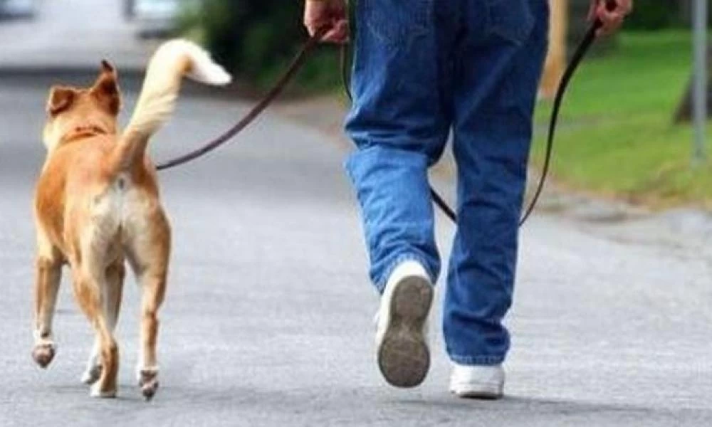 Ηράκλειο: Έβγαλε τα σκυλιά του βόλτα και έπαθαν ηλεκτροπληξία